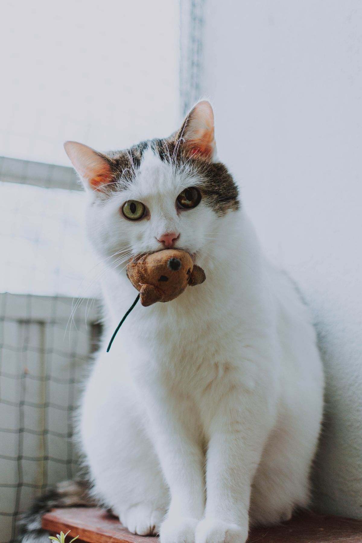 Мышки с кошачьей мятой, 3 шт.